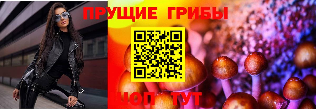 Псилоцибиновые грибы Psilocybe Алексеевка